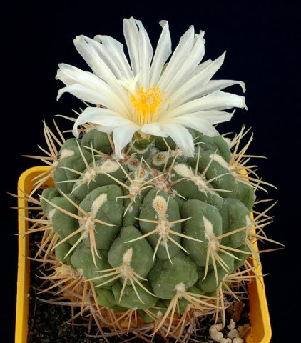 Thelocactus_lloydii